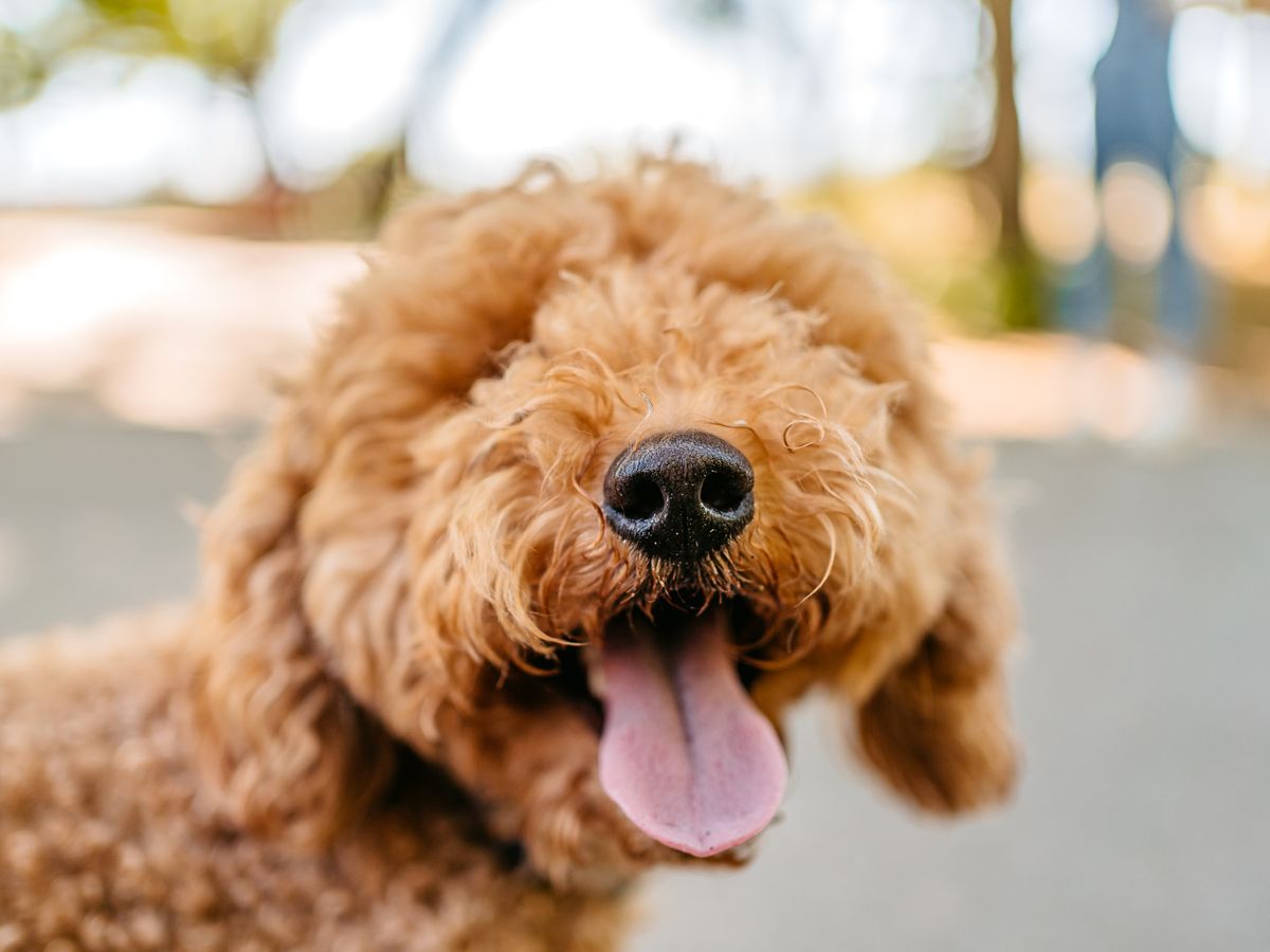 The Mini Goldendoodle: Everything YOU Need to Know in 2023