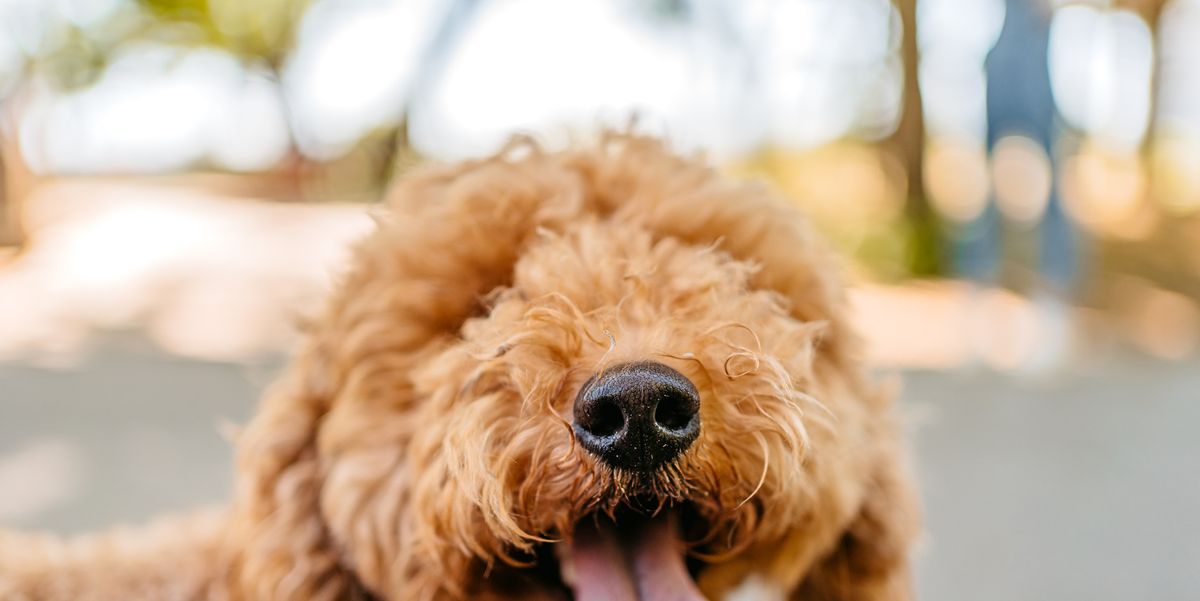 A Guide to Puppy Breeds: Goldendoodle! — The Puppy Academy