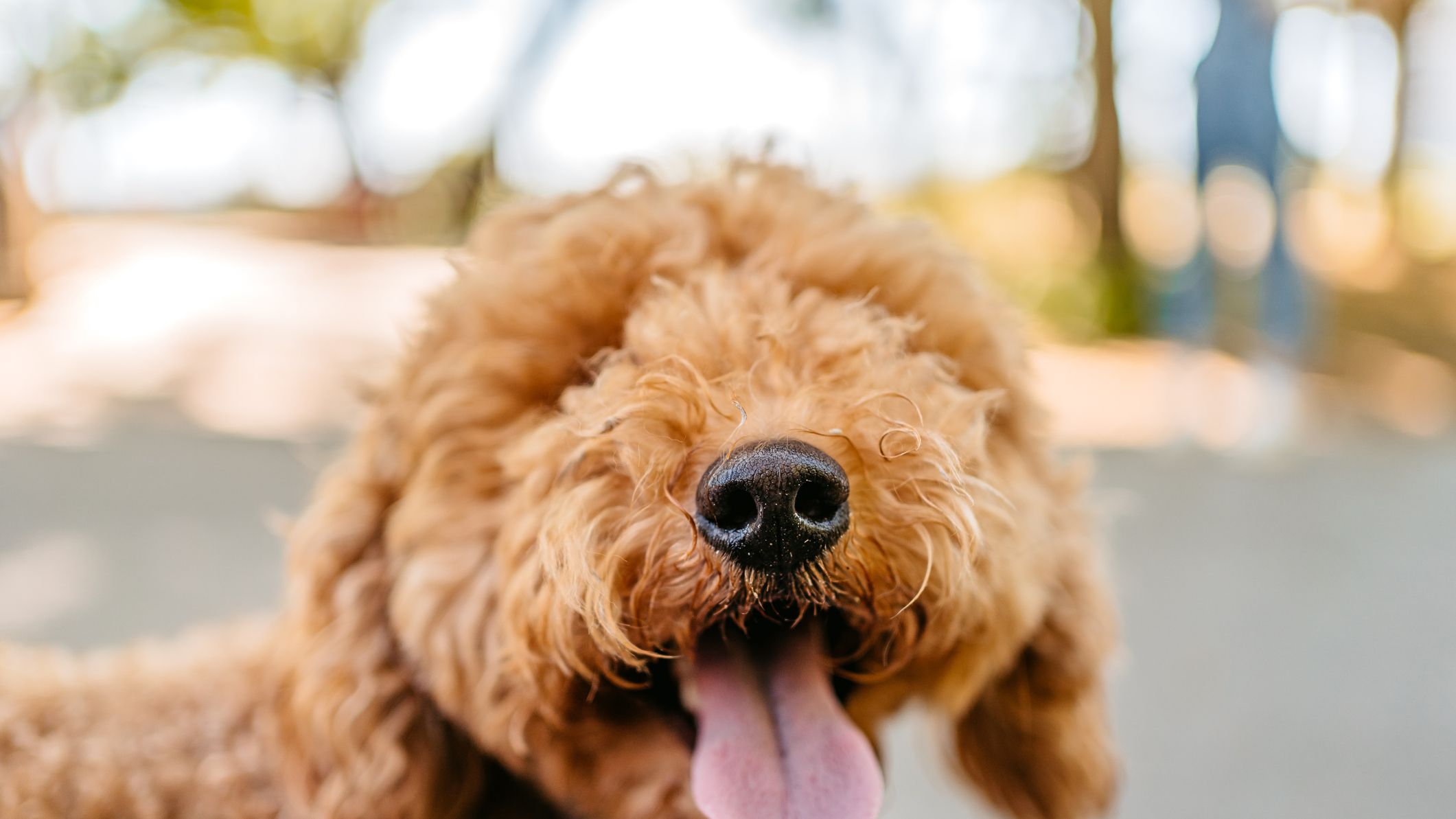 Goldendoodle Preventative Care - Everything You Need To Know!