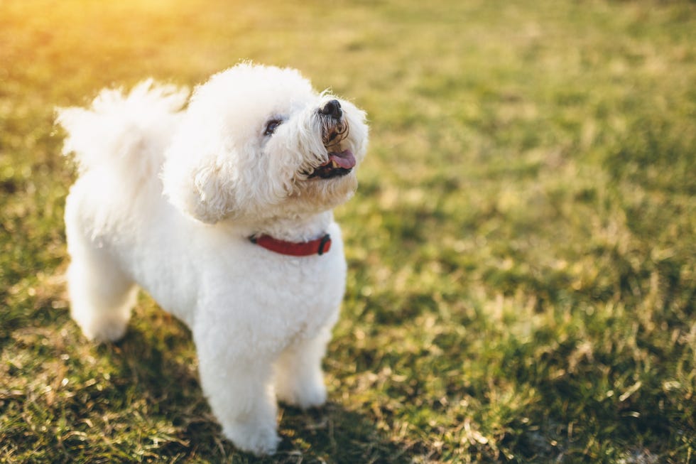 how long does a yorkie bichon live