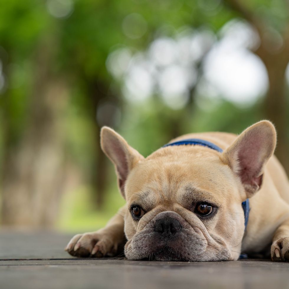 cute looking french bulldog lying down
