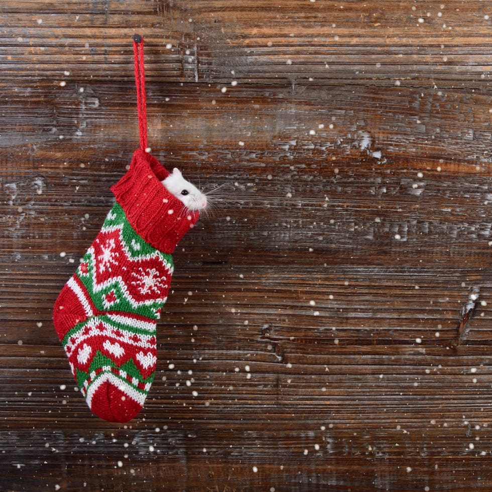 christmas stocking - Cute Miniature White Hamster Peeking Out of Christmas Stocking