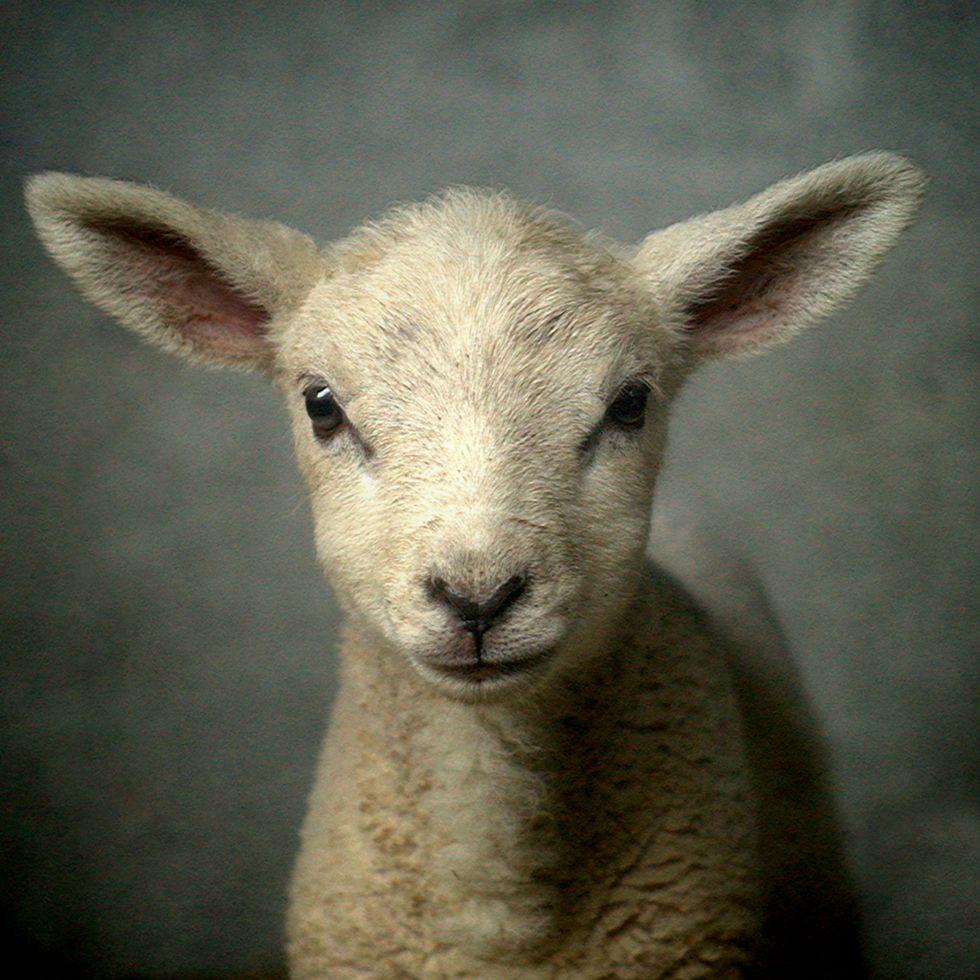 Cute new born lamb