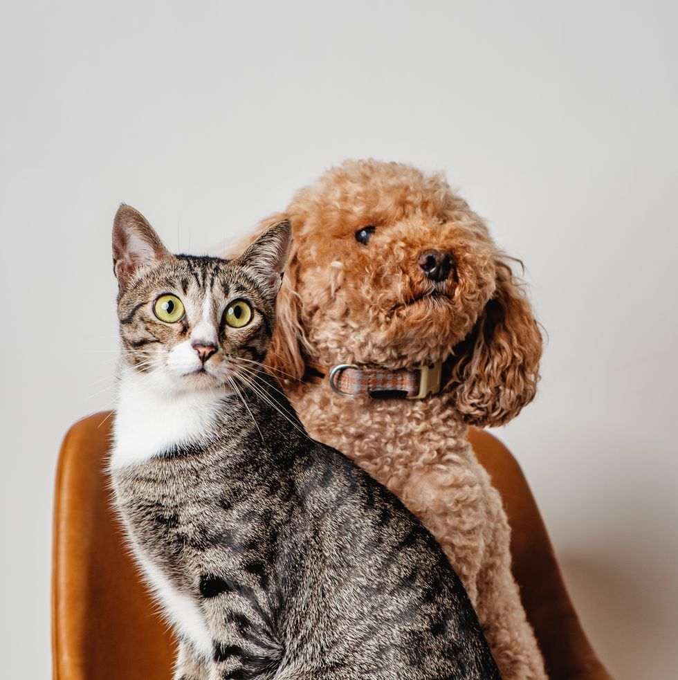 cute pet grey cat and brown poodle dog best friends sitting on brown leather chair portrait photography