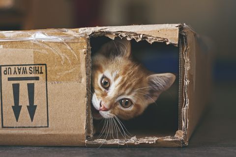 30 Cute Cat Photos — Best Photos Of Cats