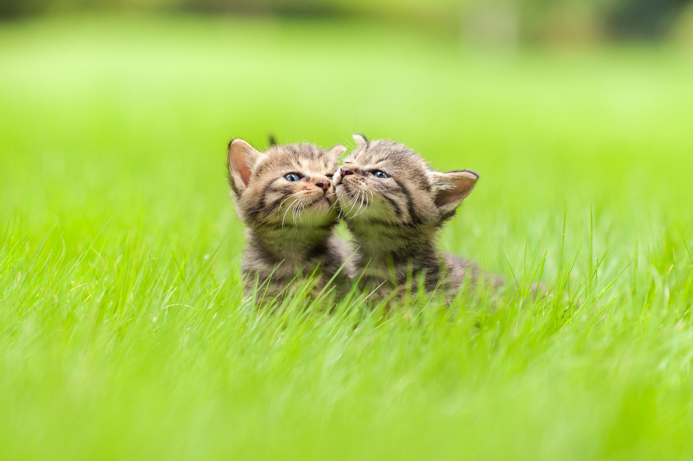 10 Cute Cat Videos for National Cat Month - PetPlace