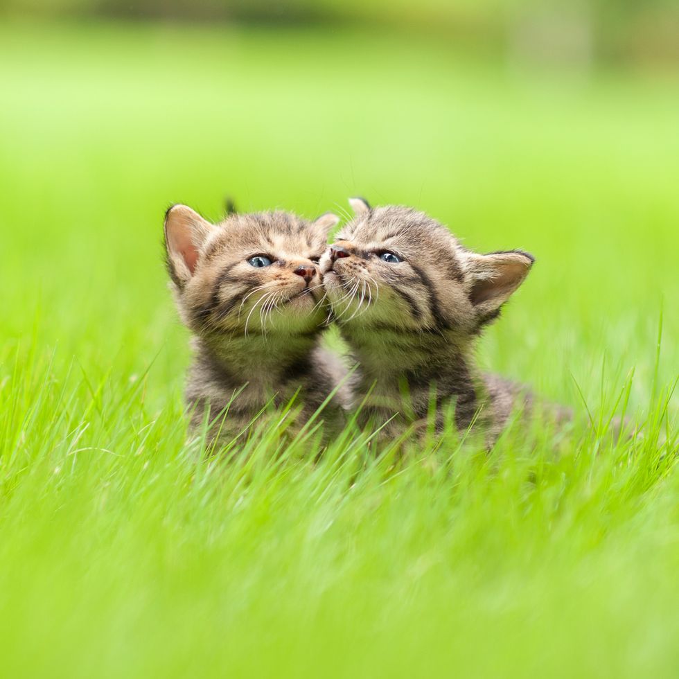 30 Cute Cat Photos — Best Photos Of Cats