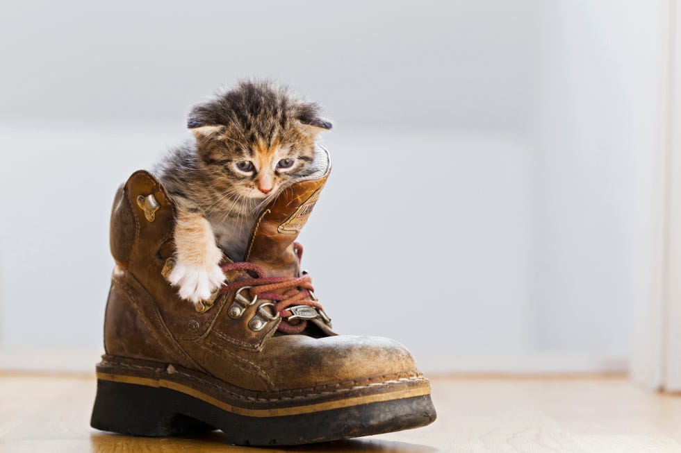 cute cat  kitten in a boot