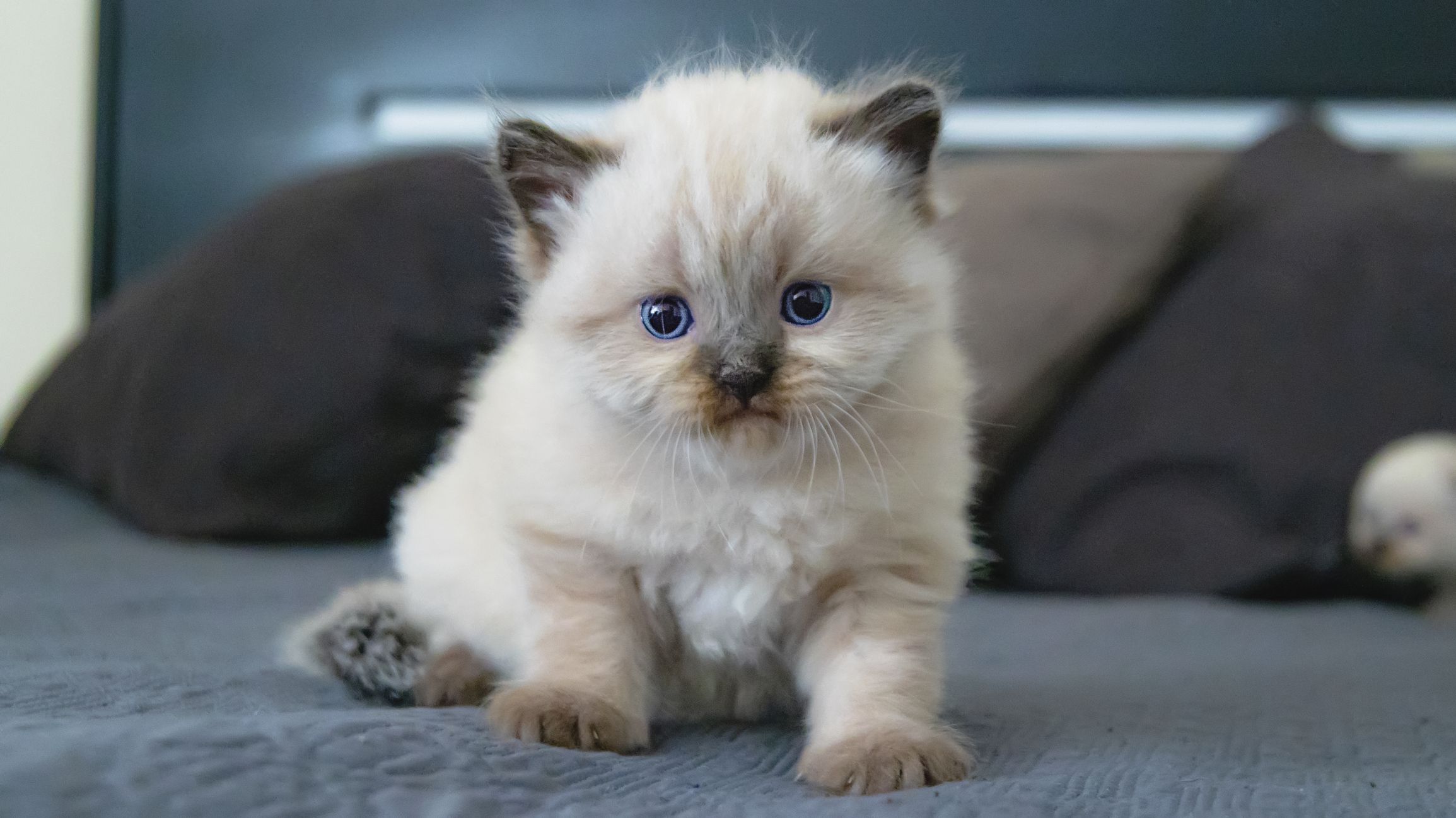 30 Cute Cat Photos — Best Photos of Cats
