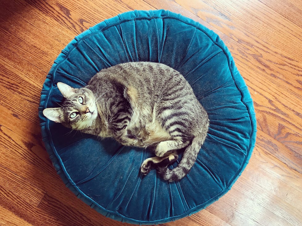 cute cat  tiger cat curled up on blue cushion bed