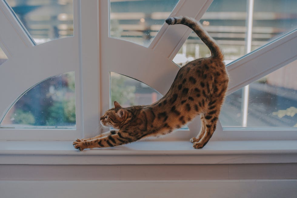 cute cat  tiger stretching on window ledge