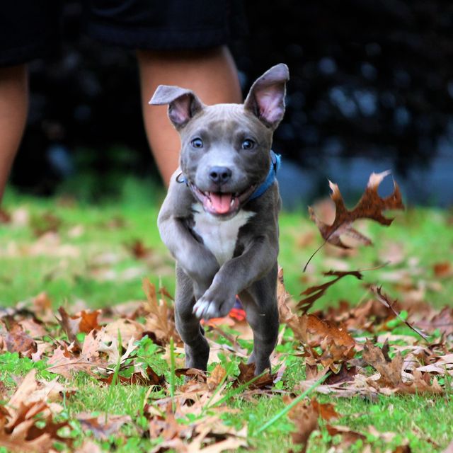 15 Photos of Pit Bulls That Prove They Don\'t Deserve Their Bad Rep
