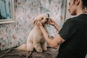 cepillo para perro