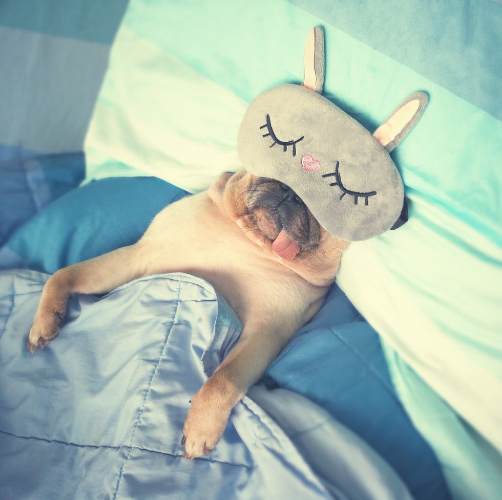 Cute pug dog sleep rest with the funny mask in the bed, wrap with blanket and tongue sticking out in the lazy time