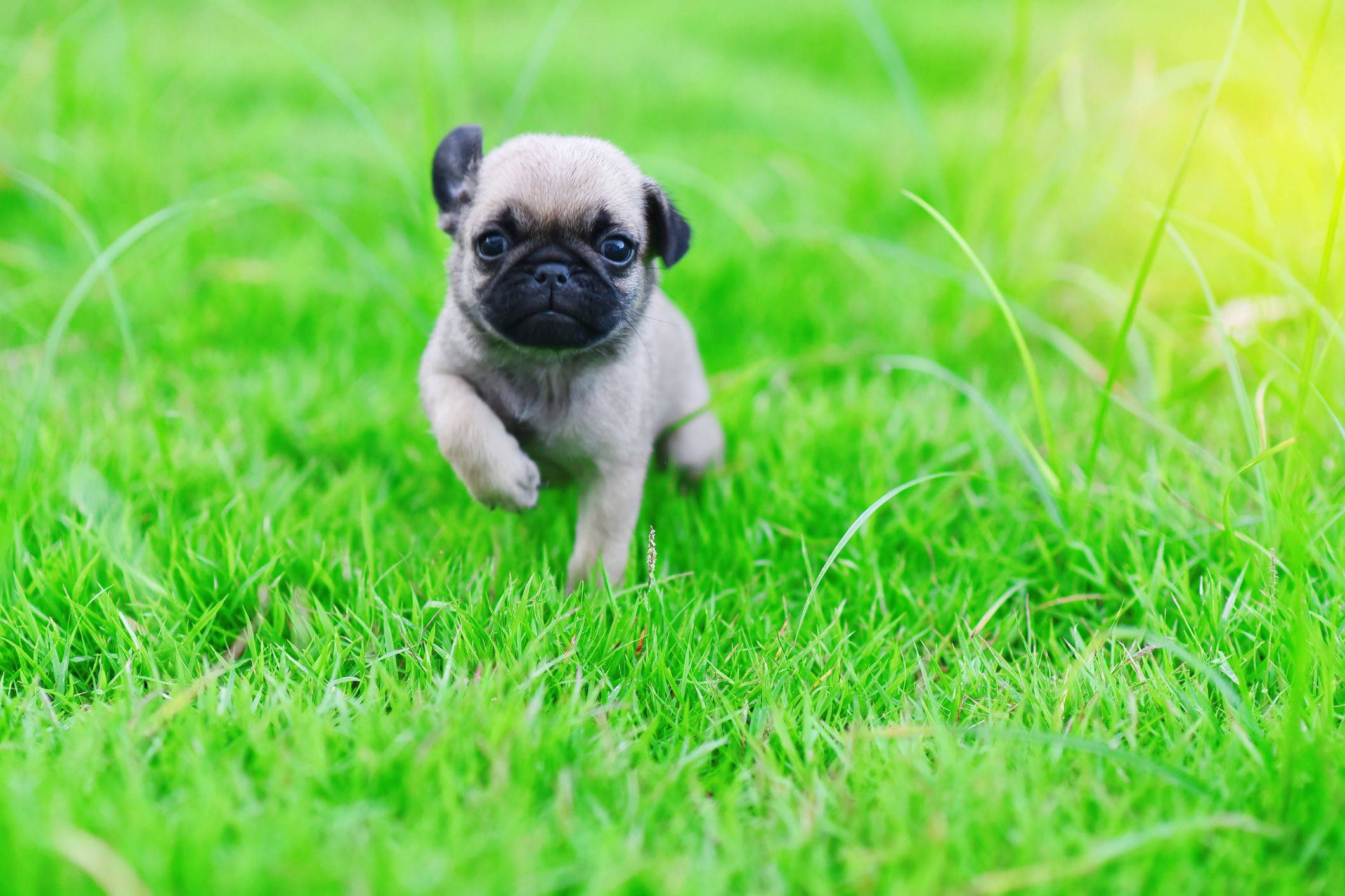 21 Best Toy Dog Breeds — Best Minature Dogs for Families
