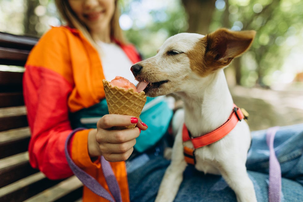 a cute puppy licking the ice cream in the park