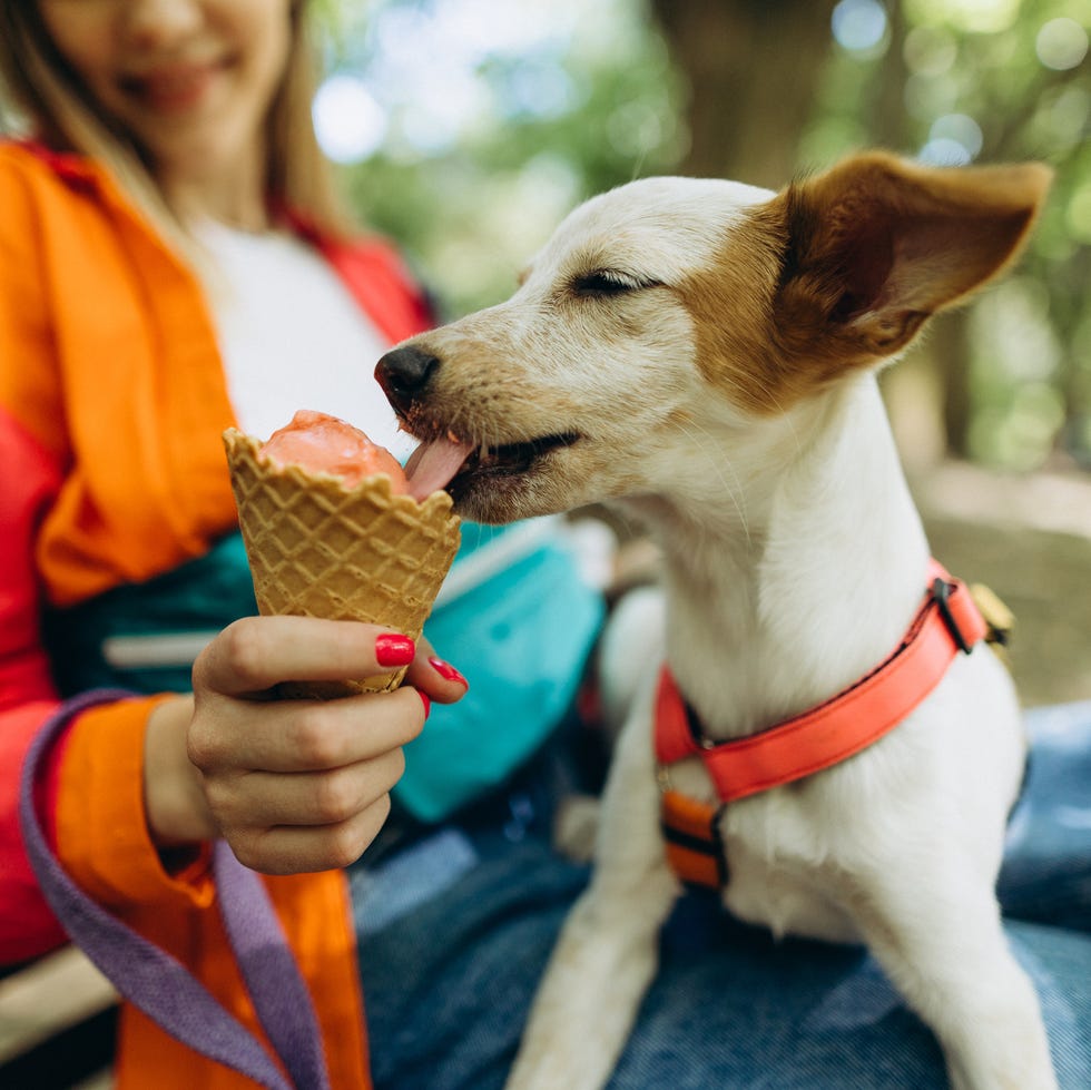 A cute puppy licking the ice cream in the park a cute puppy licking the ice cream in the park