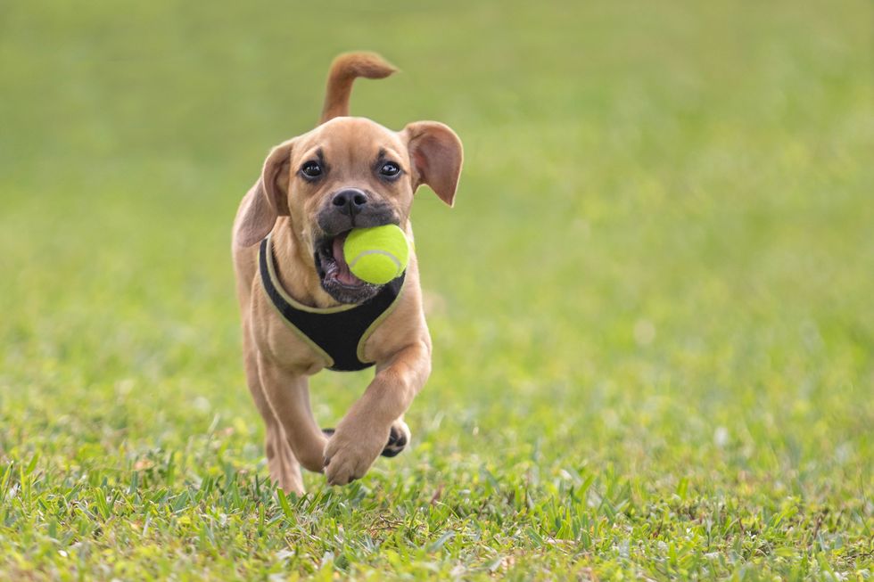 Cute Puppy Running on Grass With Ball