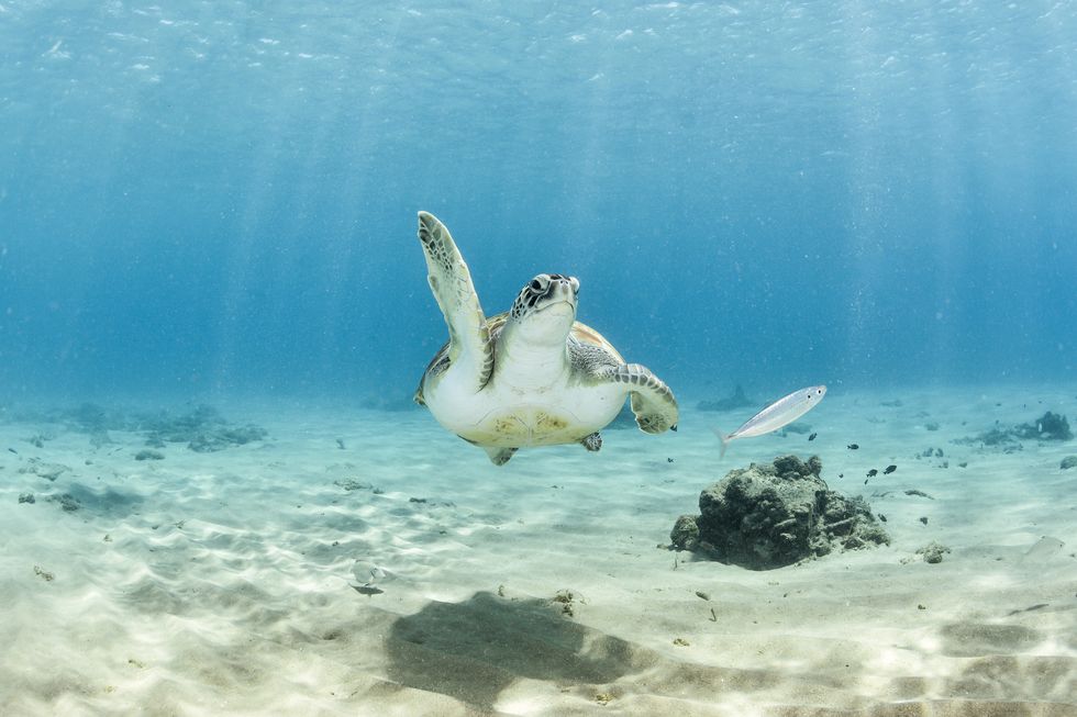 cute sea turtle giving a high five