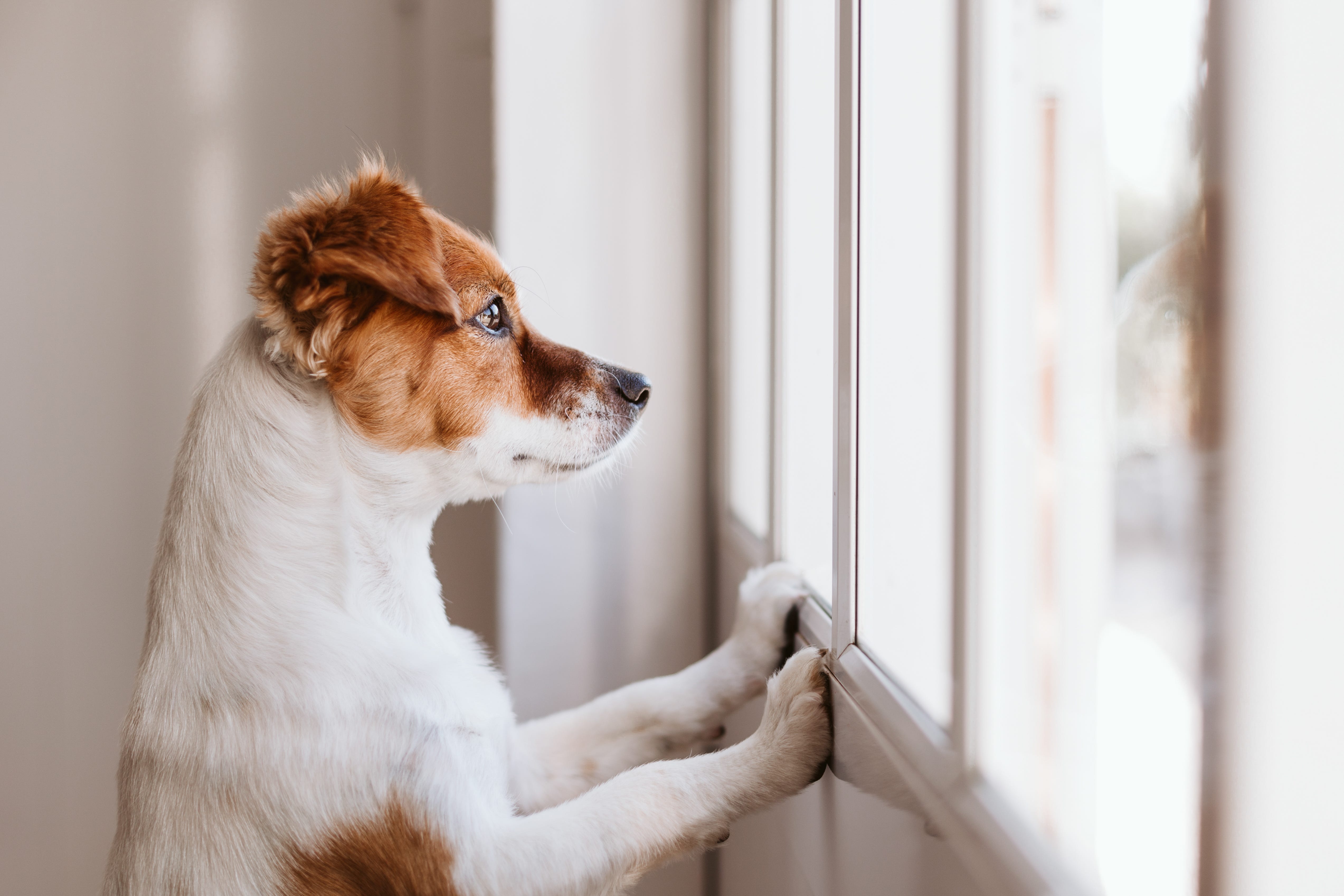 how to keep dog from destroying curtains