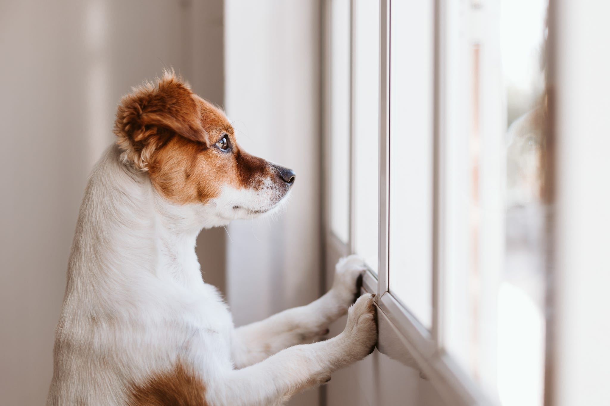 Do Dogs Get Bored? 10 Tips to Keep Dog Boredom Away