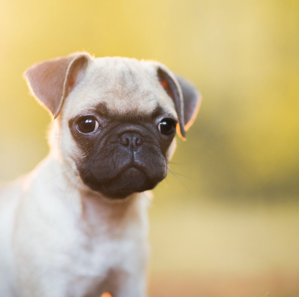 16 Teacup Dog Breeds: Pomeranian, Terrier, and More