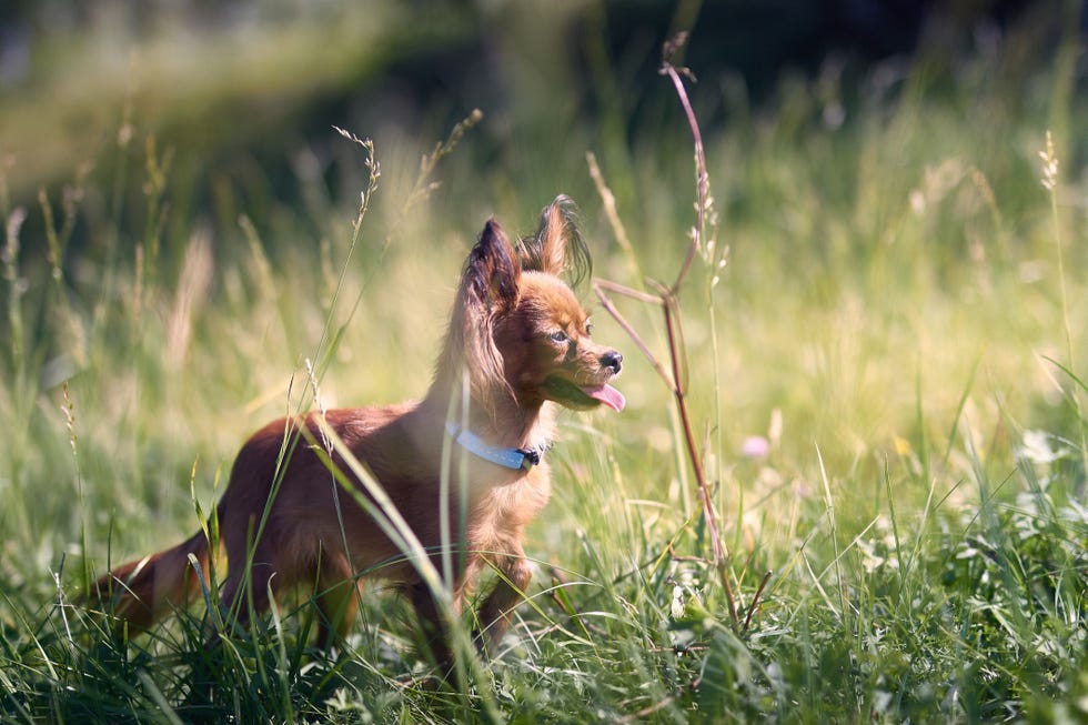 16 Teacup Dog Breeds: Pomeranian, Terrier, and More