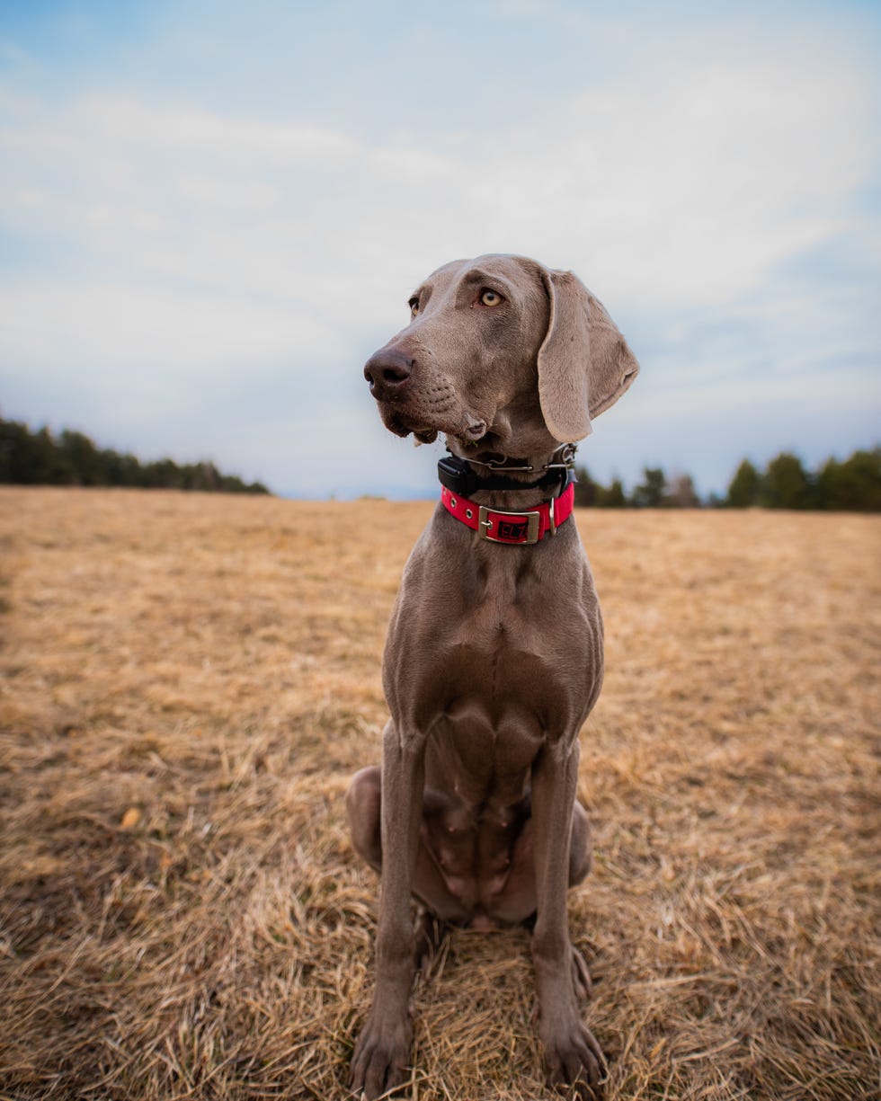 best large dog breeds weimaraner best large breed dogs weimaraner