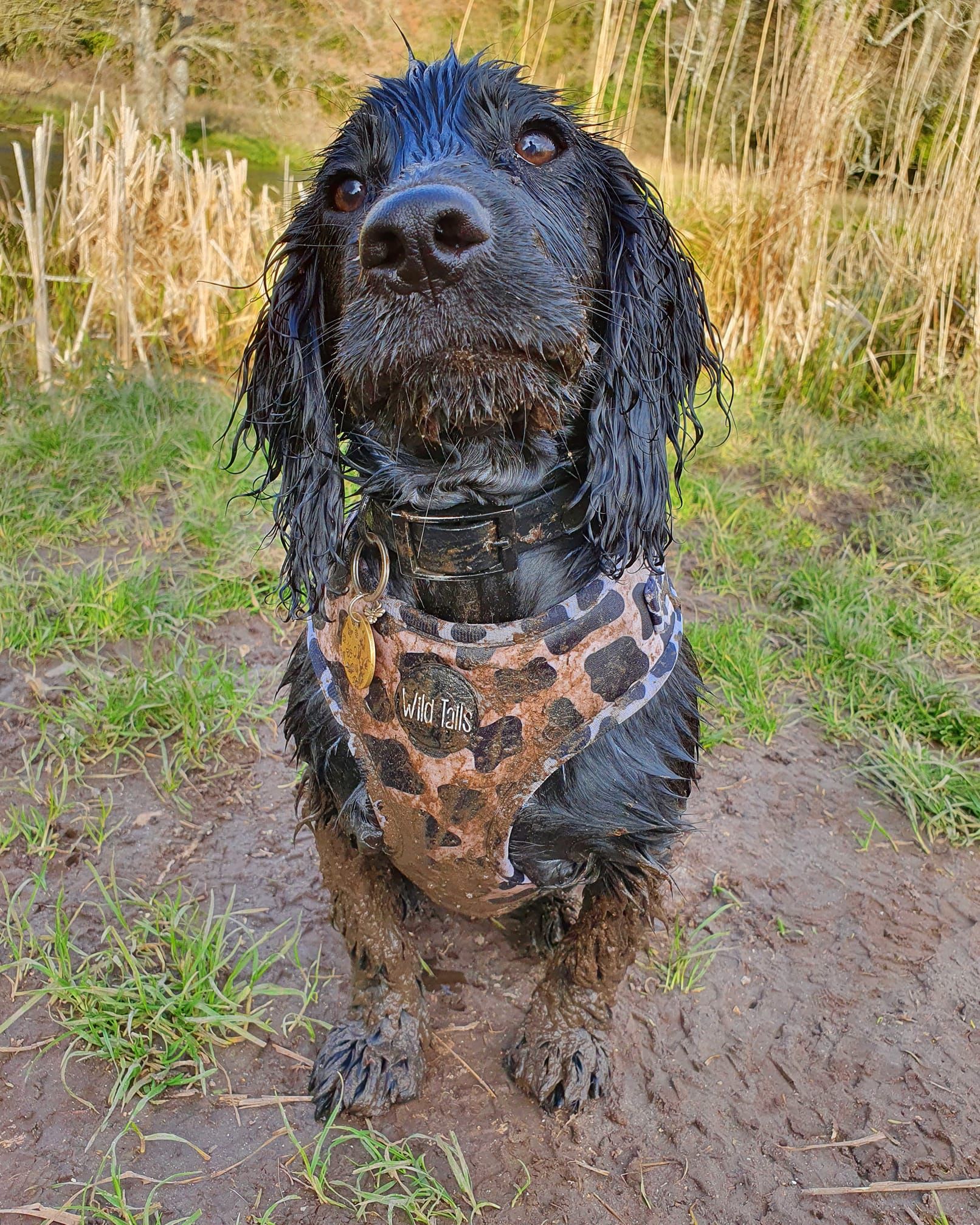 Wet cocker clearance spaniel