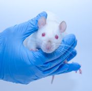 cute white laboratory rat in the hands of a researcher