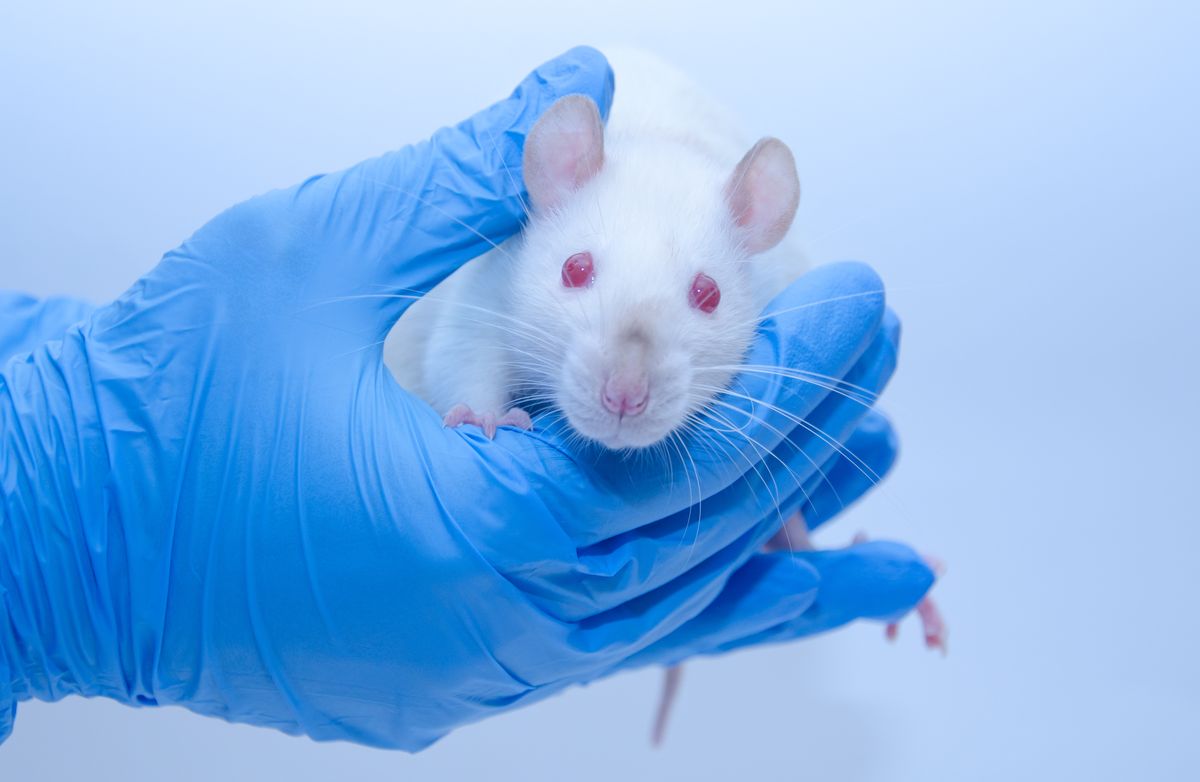 cute white laboratory rat in the hands of a researcher
