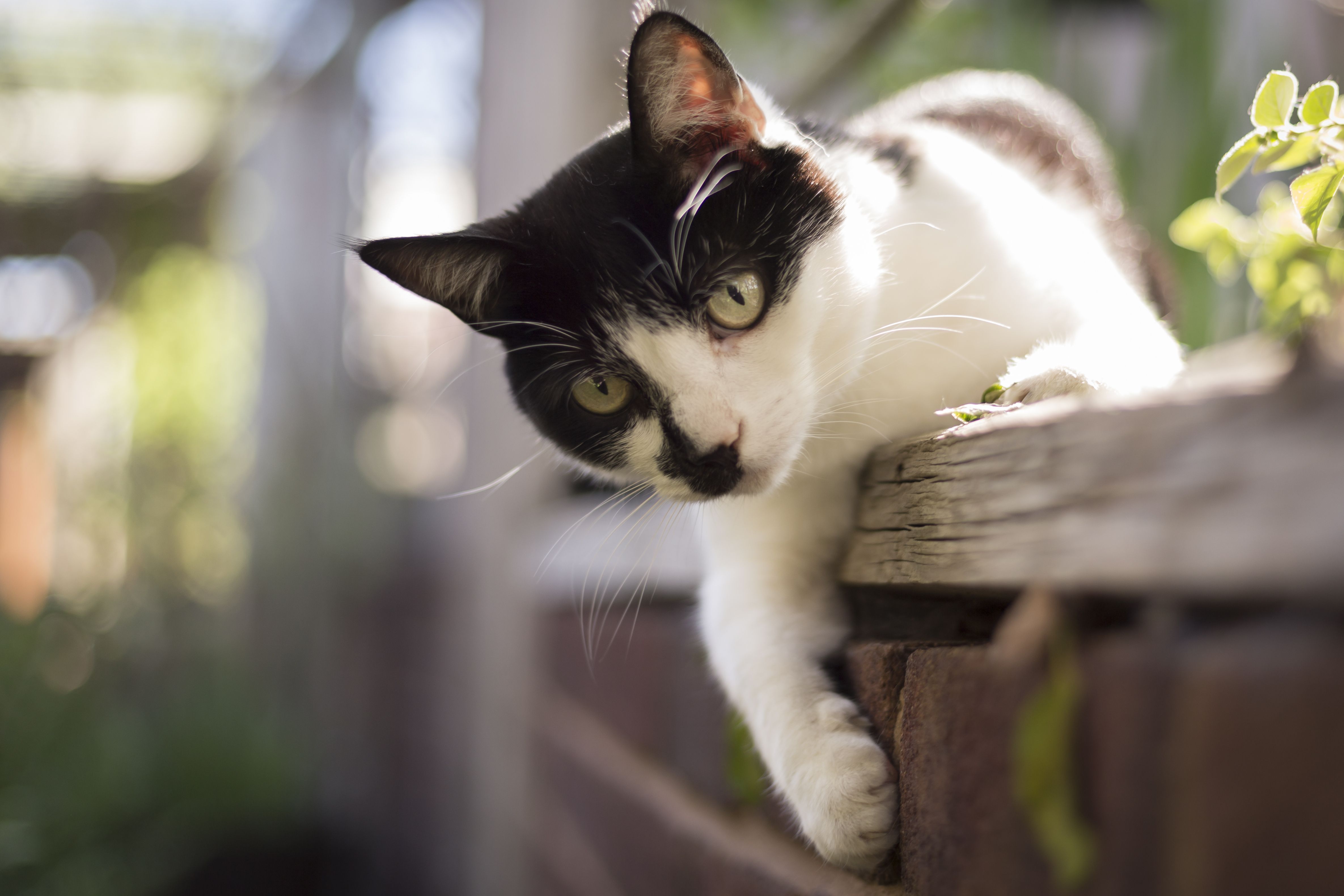 Catnip hotsell cat enclosures