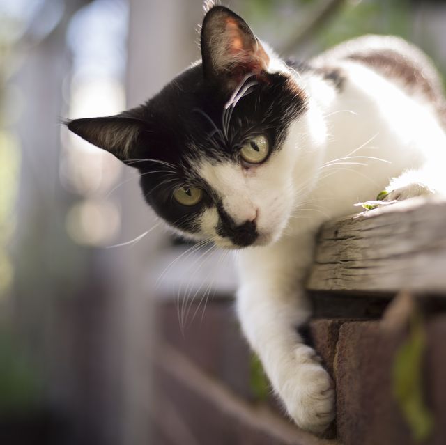 https://hips.hearstapps.com/hmg-prod/images/cute-young-cat-playing-in-a-garden-royalty-free-image-1695996498.jpg?crop=0.668xw:1.00xh;0.167xw,0&resize=640:*