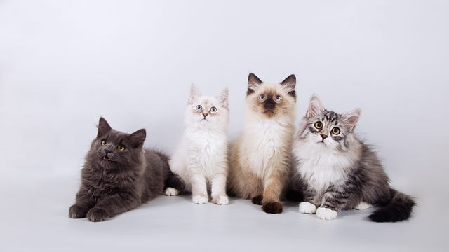 22 Cutest Cat Breeds You'll Want to Adopt
