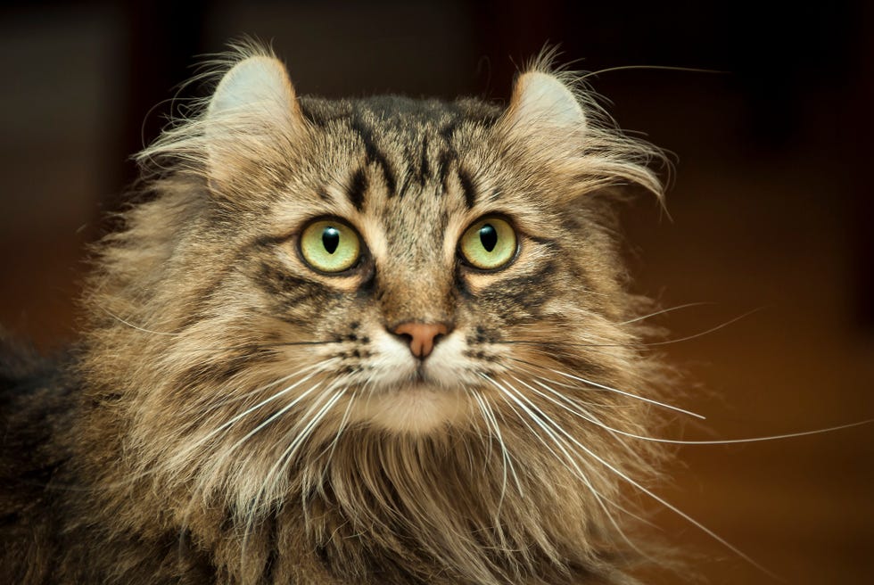 22 Cutest Cat Breeds Youll Want To Adopt