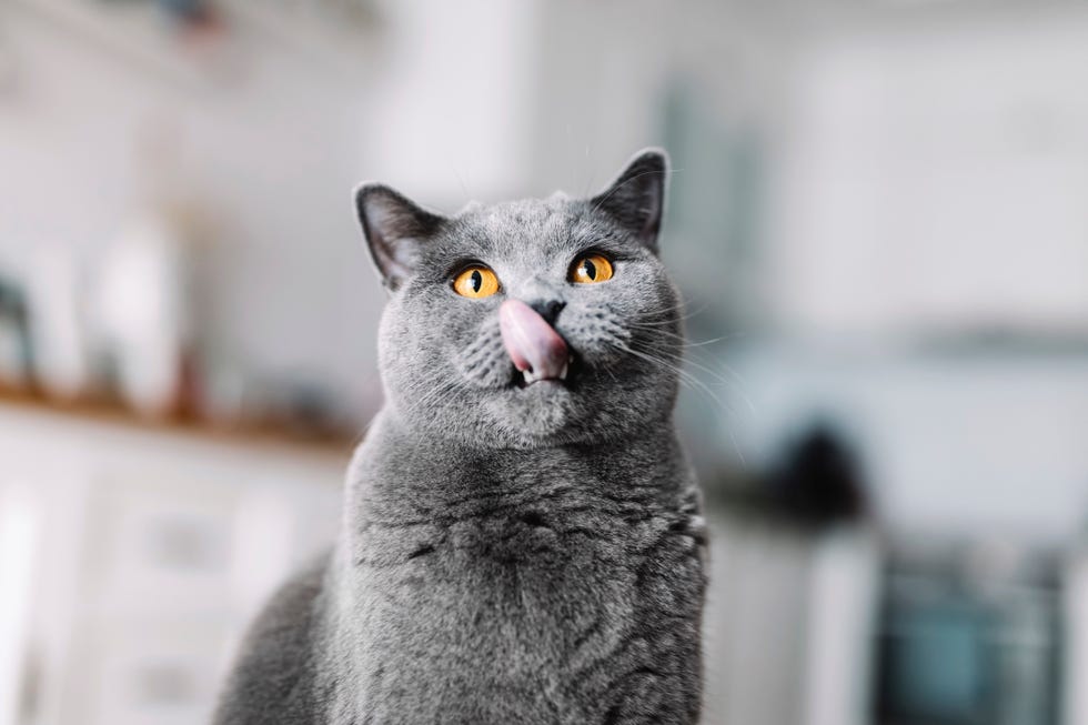 22 Cutest Cat Breeds You'll Want to Adopt