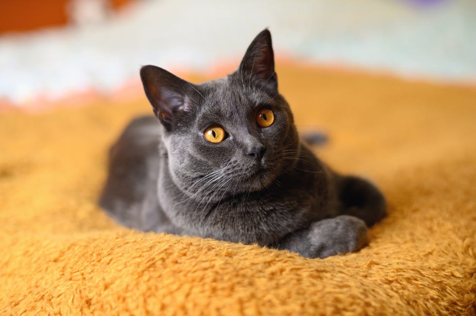 22 Cutest Cat Breeds You'll Want to Adopt