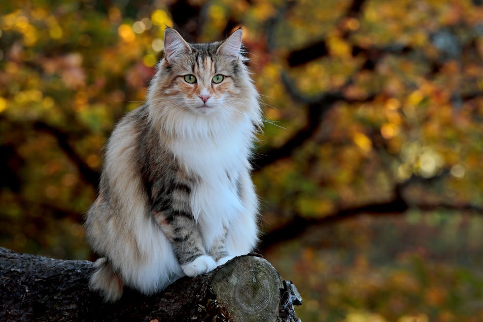 22 Cutest Cat Breeds You'll Want to Adopt