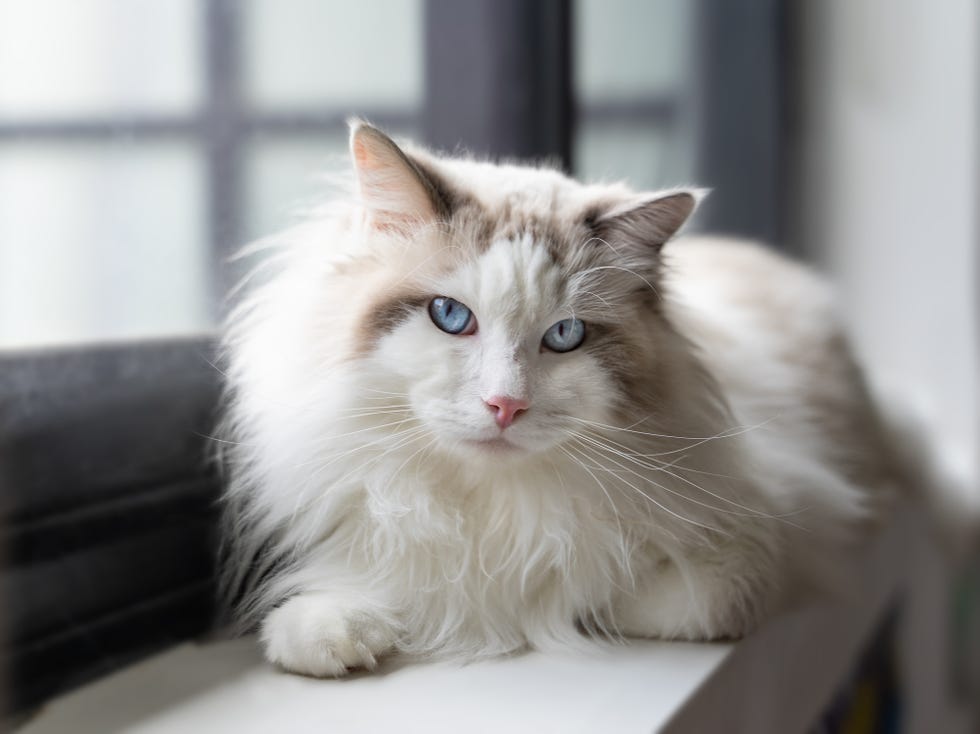 22 Cutest Cat Breeds You'll Want to Adopt