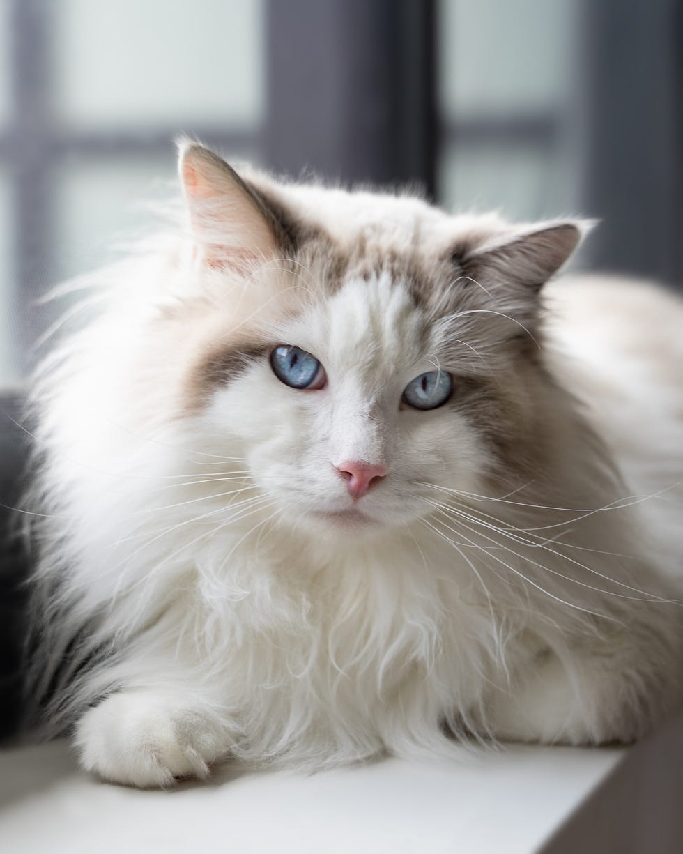 22 Cutest Cat Breeds Youll Want To Adopt