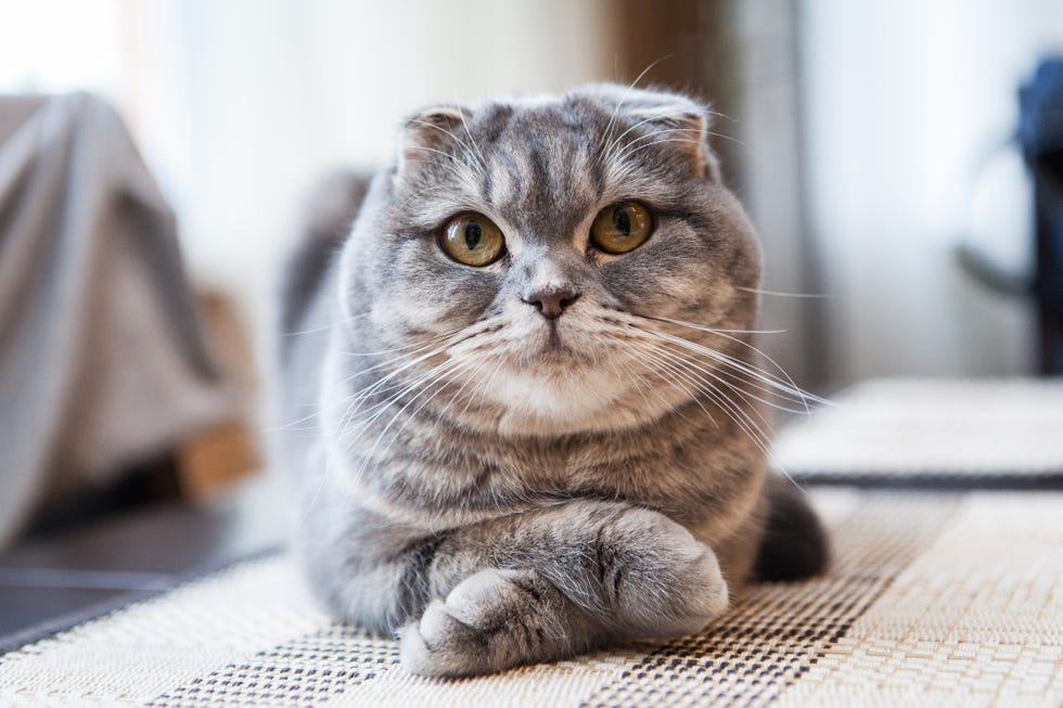 22 Cutest Cat Breeds You Ll Want To Adopt