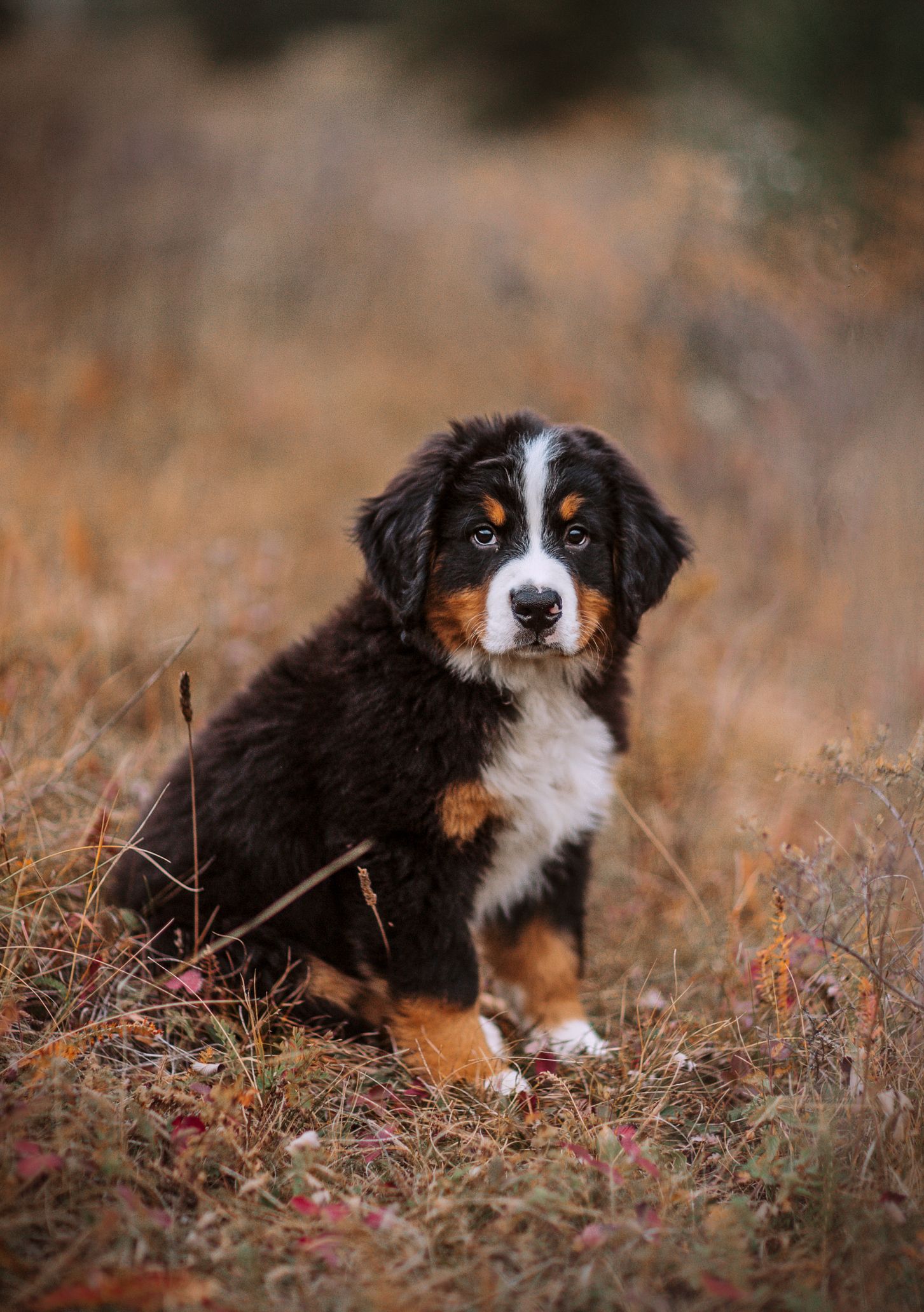 35 Cutest Dog Breeds - Popular Cute Dog Breeds