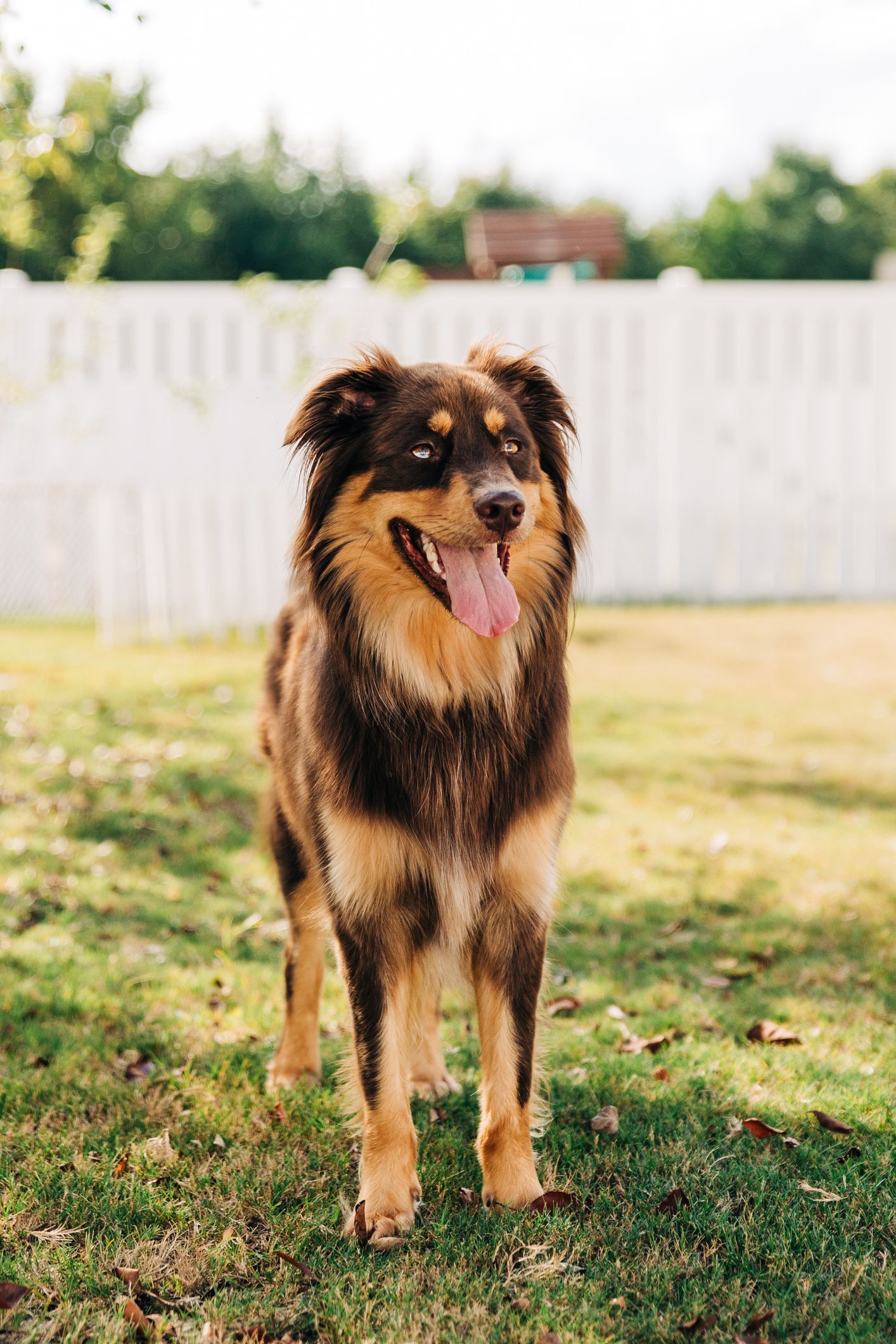 Shops really cute dog breeds