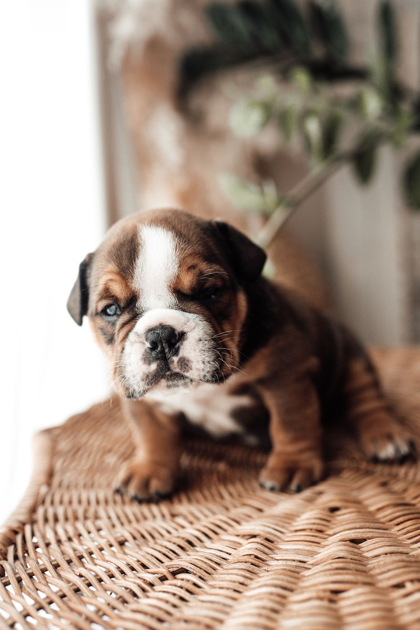 35 Cutest Dog Breeds - Popular Cute Dog Breeds