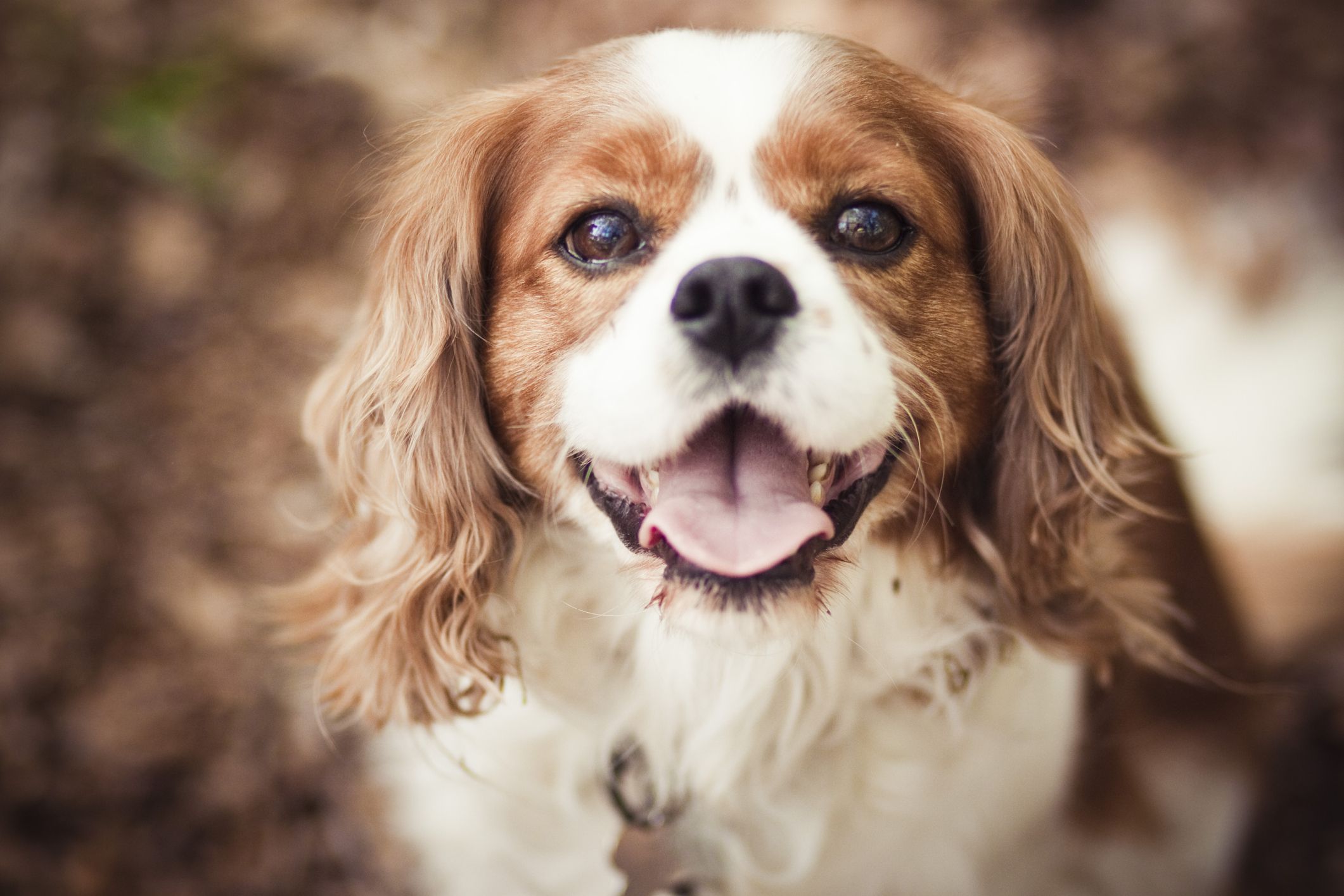 15 Cutest Dog Breeds — Adorable Dog Breeds