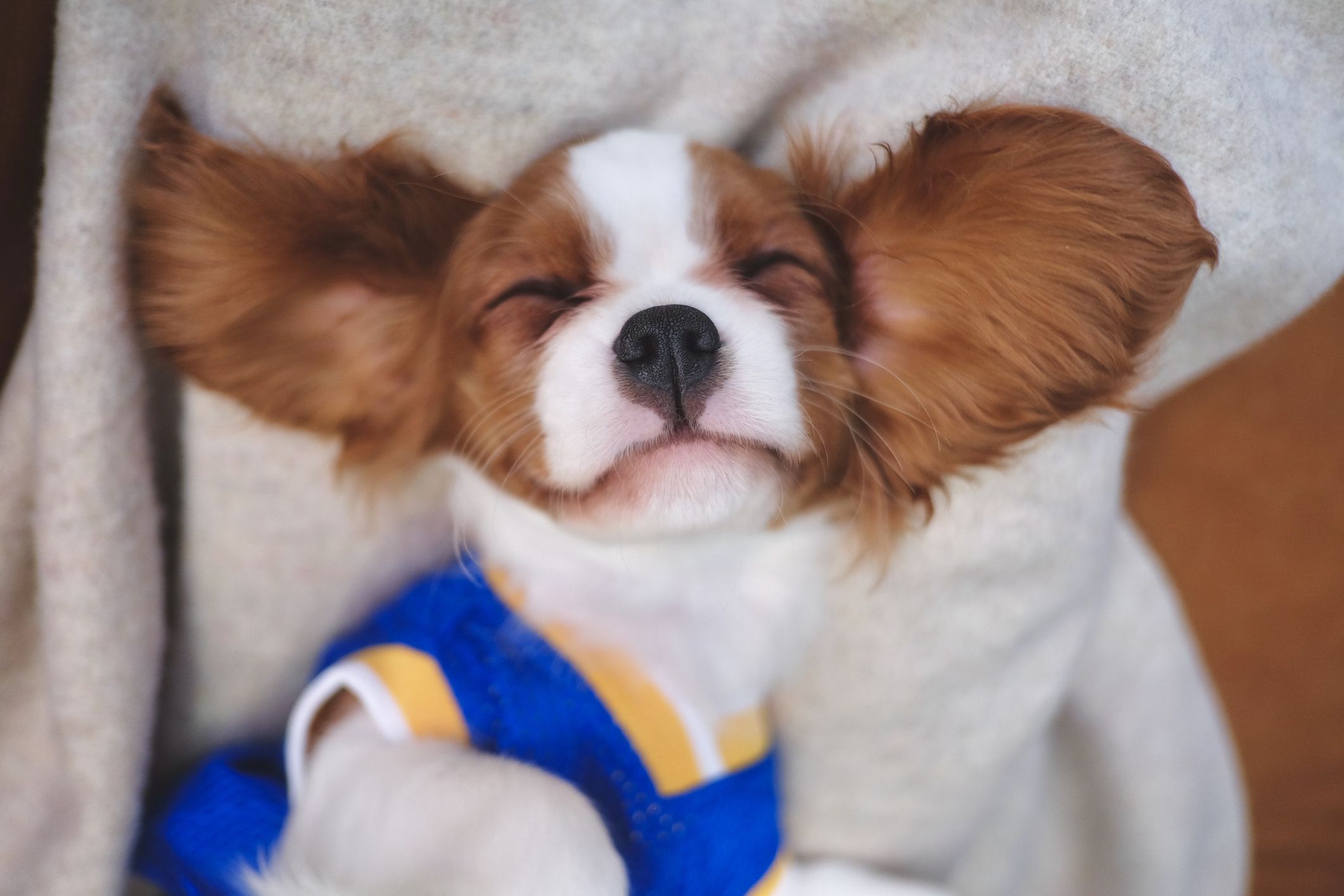 15 Cutest Dog Breeds — Adorable Dog Breeds