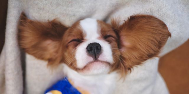 15 Cutest Dog Breeds — Adorable Dog Breeds