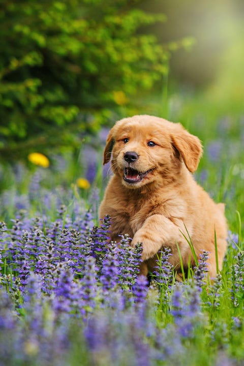 35 Cutest Dog Breeds - Popular Cute Dog Breeds