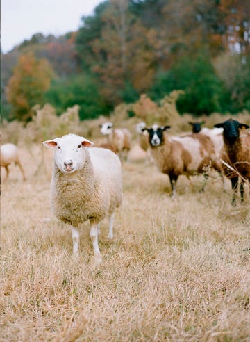 sheep looking at camera while grazing on farm