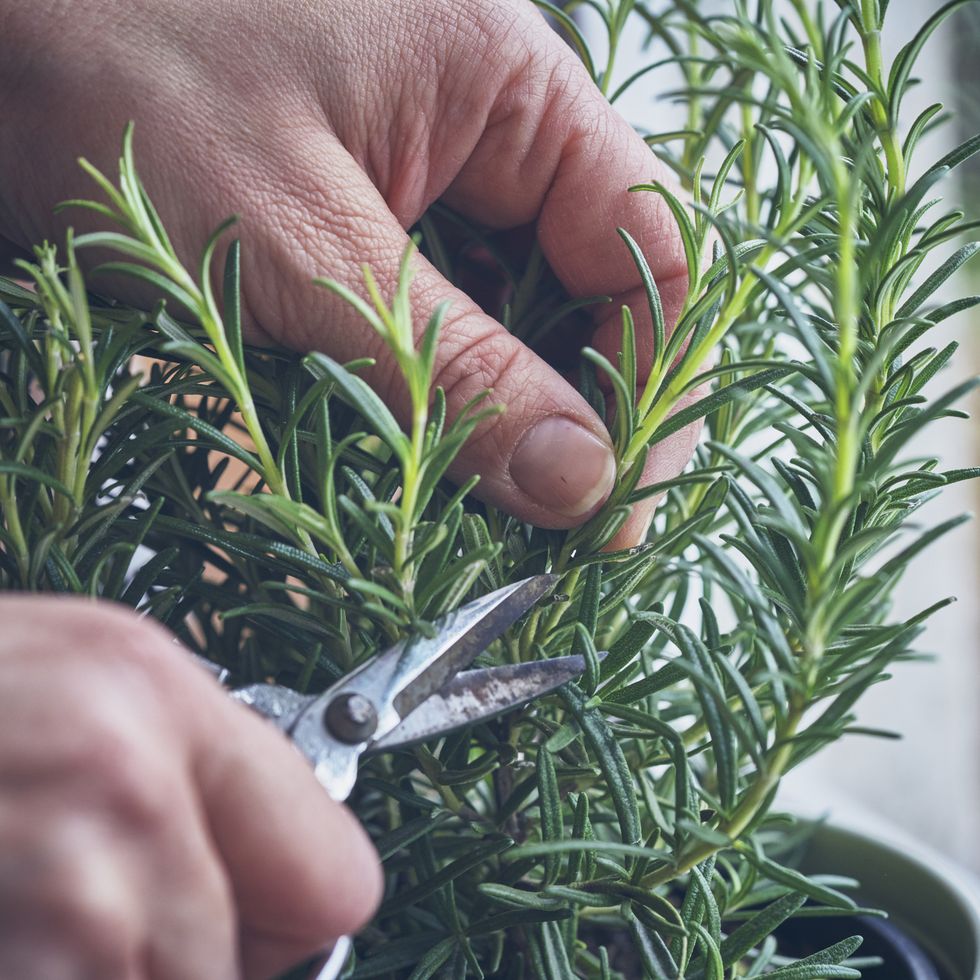 20 st. patrick's day superstitions rosemary
